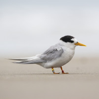 Australian Fairy Tern